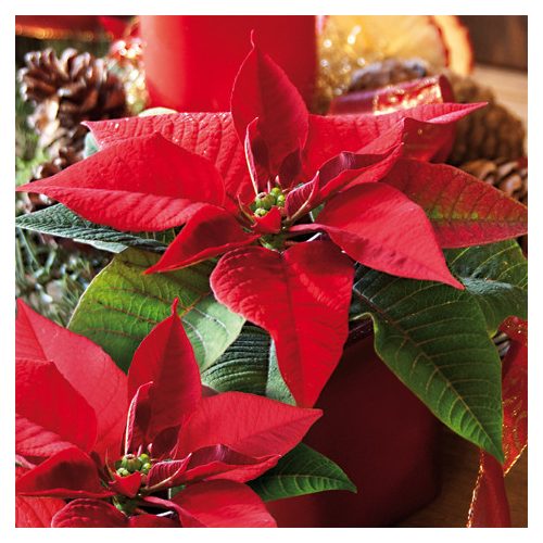 Ti-Flair Szalvéta 33x33 cm 3 Rétegű 20 Lap/Csomag Estrella De Navidad Tél