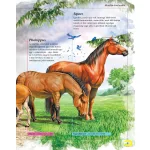 Napraforgó A Lovak Enciklopédiája