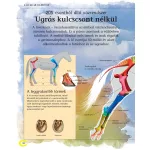 Napraforgó A Lovak Enciklopédiája