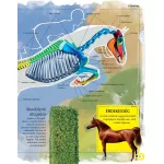 Napraforgó A Lovak Enciklopédiája