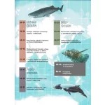 Napraforgó Atlasz Az Óceánokról