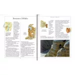 Napraforgó Képes Biblia