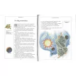 Napraforgó Képes Biblia