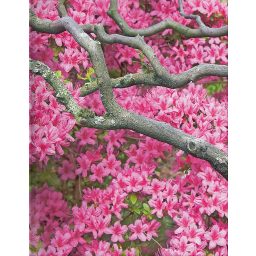 Zen Flowers