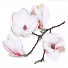   Ti-Flair Szalvéta 33x33 cm 3 Rétegű 20 Lap/Csomag White Magnolia White