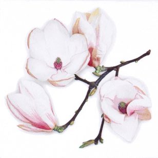   Ti-Flair Szalvéta 33x33 cm 3 Rétegű 20 Lap/Csomag White Magnolia White
