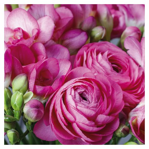 Ti-Flair Szalvéta 33 x 33 cm 3 Rétegű 20 lap/Csomag  Freesia & Persian Buttercup pink