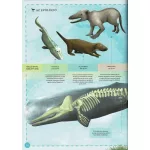 Varázslatos Útmutató A Bálnákhoz