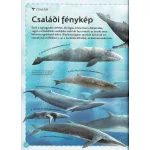 Varázslatos Útmutató A Bálnákhoz