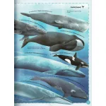 Varázslatos Útmutató A Bálnákhoz