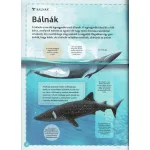 Varázslatos Útmutató A Bálnákhoz