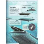 Varázslatos Útmutató A Bálnákhoz