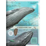 Varázslatos Útmutató A Bálnákhoz