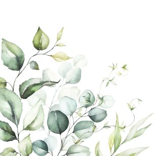   Ti-Flair Szalvéta 33x33 cm 3 Rétegű 20 Lap/Csomag Eucalyptus Branches