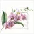 Ti-Flair Szalvéta 33 x 33 cm 3 Rétegű 20 Lap/Csomag Orchidée pink