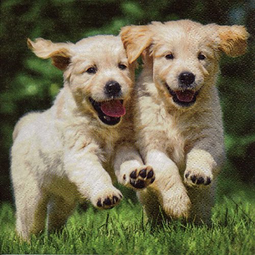 Ti-Flair Szalvéta 33X33 cm 3 Rétegű 20 lap/Csomag Happy Puppies 371055