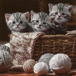 Striped Kittens