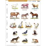 Munkalap A Ház Körül Élő Állatok