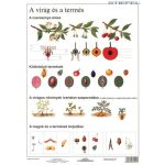 Munkalap A Virág És A Termés
