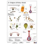 Munkalap A Virágos Növény Részei