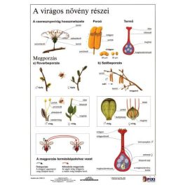 Munkalap A Virágos Növény Részei