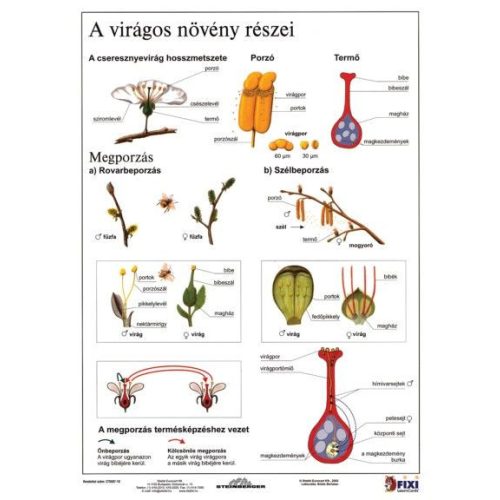 Munkalap A Virágos Növény Részei