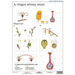 Munkalap A Virágos Növény Részei