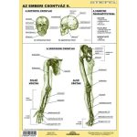 Munkalap Az Emberi Csontváz