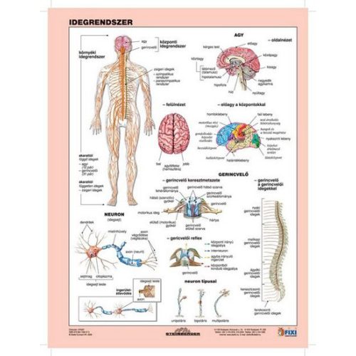 Munkalap Az Idegrendszer