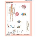 Munkalap Az Idegrendszer