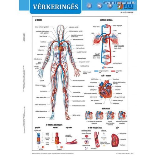 Munkalap Vérkeringés