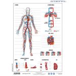 Munkalap Vérkeringés