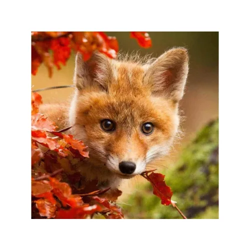 Mapcards 3D Hűtőmágnes 75x75 mm Róka