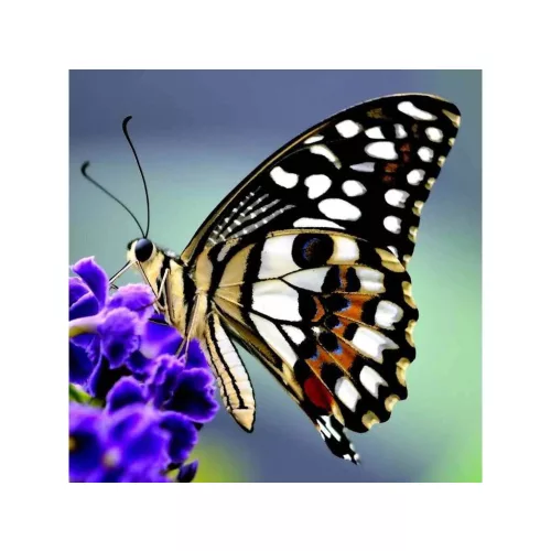 Mapcards 3D Hűtőmágnes 75x75 mm Pillangó