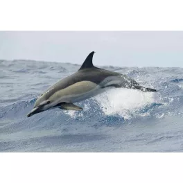 Mapcards 3D Képeslap A/6 Fekvő Delfin