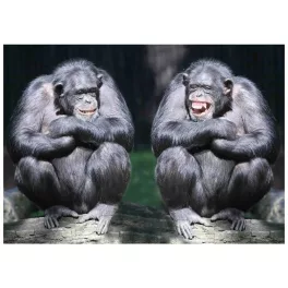 Mapcards 3D Képeslap A/6 Fekvő Csimpánzok