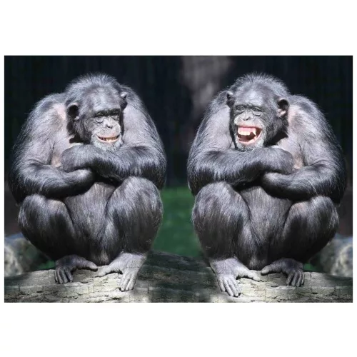 Mapcards 3D Képeslap A/6 Fekvő Csimpánzok