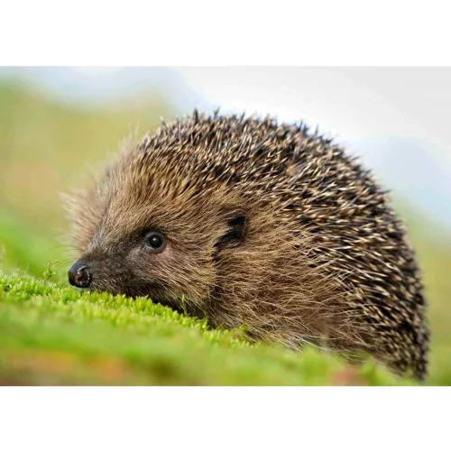 Mapcards 3D Képeslap A/6 Fekvő Sündisznó