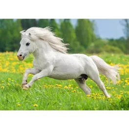 Mapcards 3D Képeslap A/6 Fekvő Shetland Póni