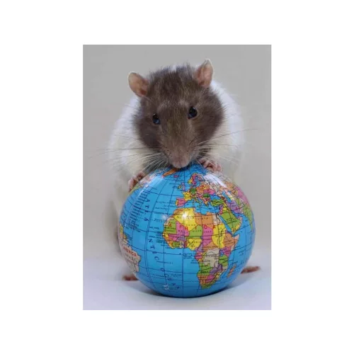 Mapcards 3D Képeslap A/6 Álló Earth Rat