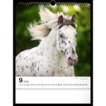 Realsystem Falinaptár 30x34 cm Lovak 2026