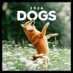 Realsystem Lemeznaptár 16 Hónapos Kutyák 2026