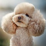 Realsystem Lemeznaptár 16 Hónapos Kutyák 2026