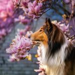 Realsystem Lemeznaptár 16 Hónapos Kutyák 2026