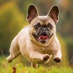 Realsystem Lemeznaptár 16 Hónapos Kutyák 2026