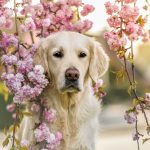 Realsystem Lemeznaptár 16 Hónapos Kutyák 2026