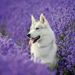 Realsystem Lemeznaptár 16 Hónapos Kutyák 2026