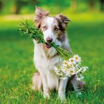 Realsystem Lemeznaptár 16 Hónapos Kutyák 2026