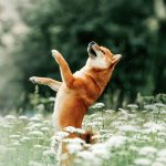 Realsystem Lemeznaptár 16 Hónapos Kutyák 2026