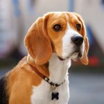 Realsystem Lemeznaptár 16 Hónapos Kutyák 2026